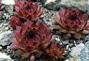 Sempervivum marmoreum 'ornatum'